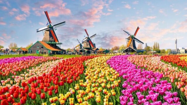 Nizozemska – izdelovanje origami tulipanov
